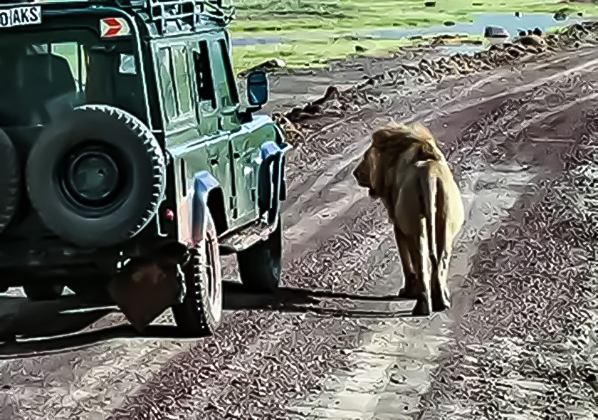Safari Turları